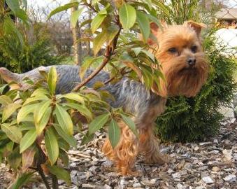 Guzy gruczołu sutkowego