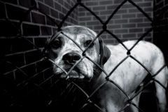 Lepszy świat dla zwierząt