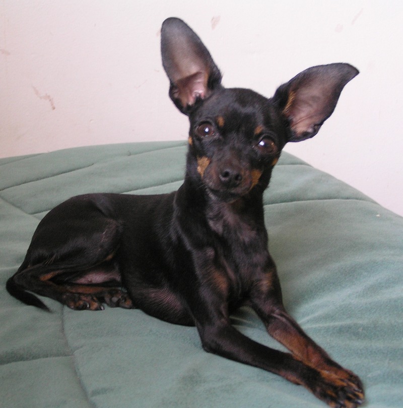 Dlaczego się kurczy?