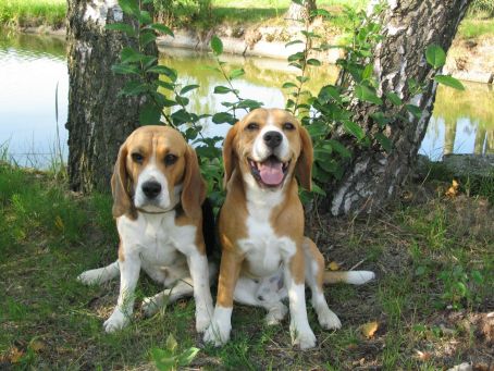 Beagle & # 8211; często zadawane pytania