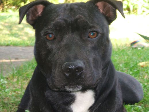 Na Słowacji chcą ograniczyć hodowlę wybranych ras psów