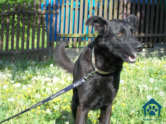 Oferuj psy do adopcji od fundacji TLAPKA