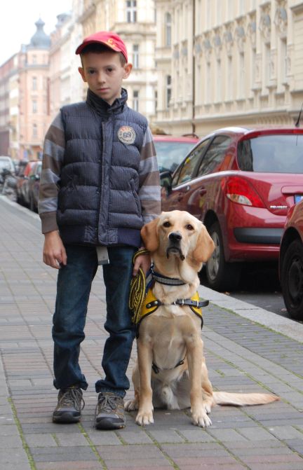 Pies asystujący Lat pomaga