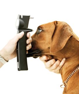 Aż jedna trzecia psów z rodowodem ma wadę wzroku