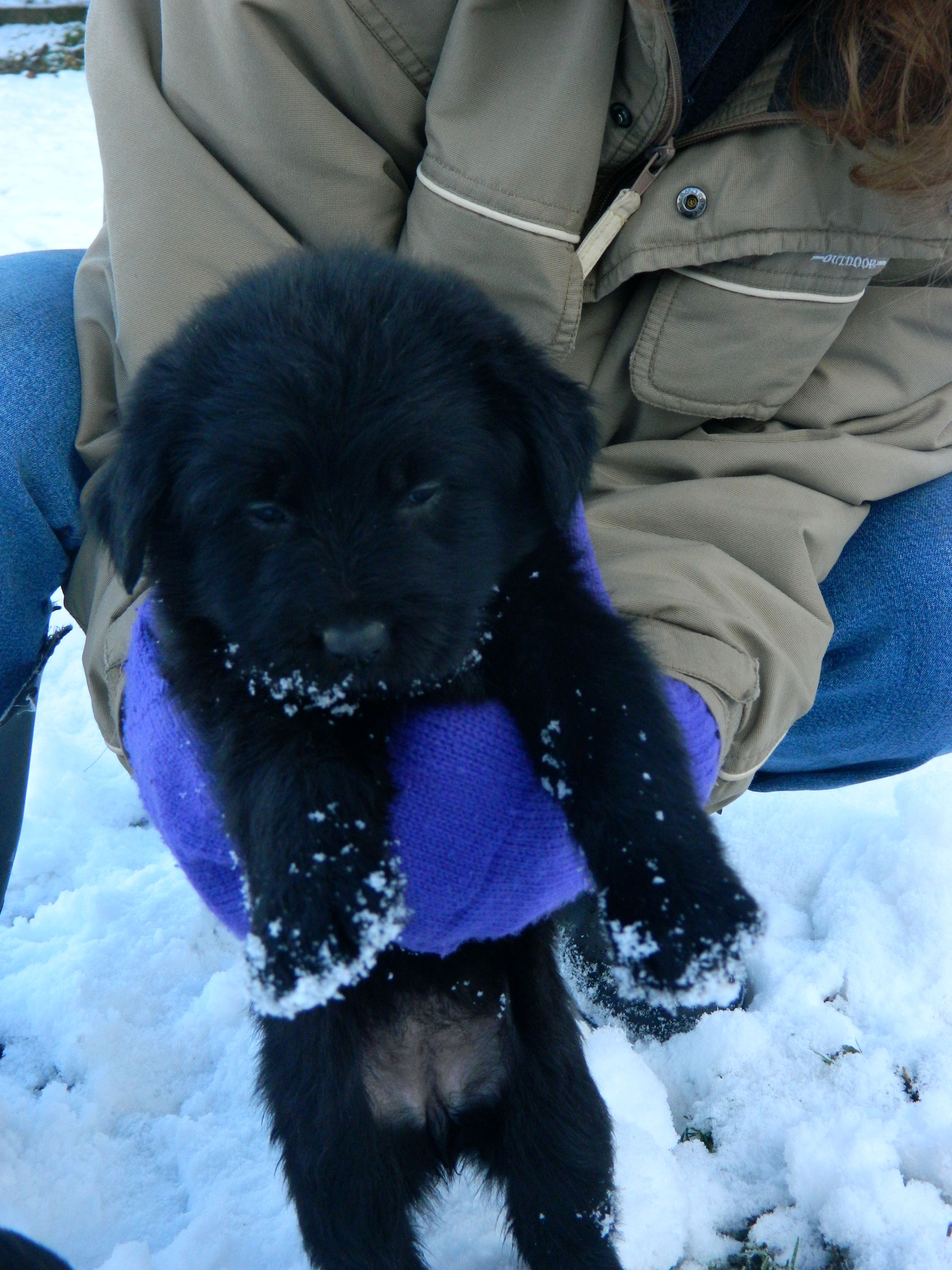 Młode psy do adopcji