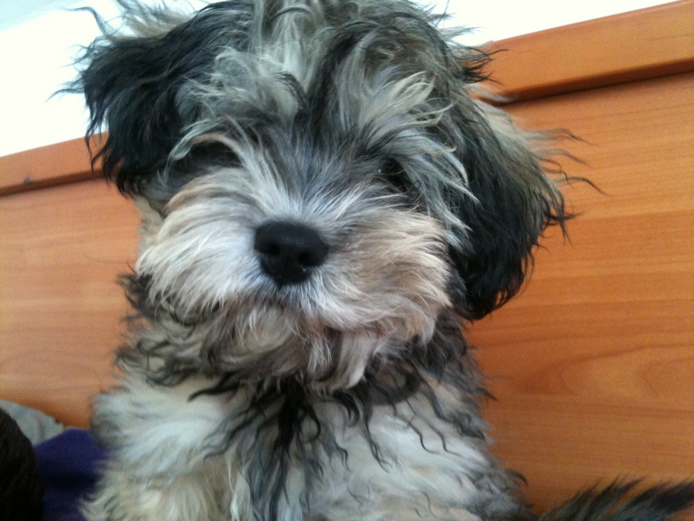 Szczeniak gryzie drzwi i jęczy