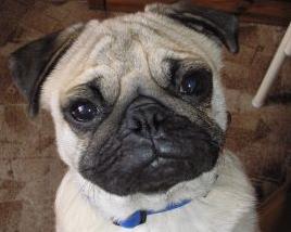 Idź do BARF & # 8211; czego potrzebujesz