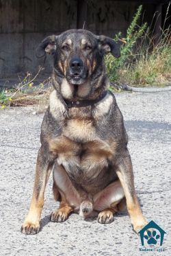 Starsze psy do adopcji