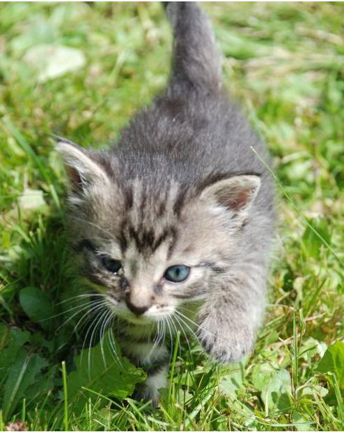 Obrońcy zwierząt świętują - Europa kończy się kosmetykami testowanymi na zwierzętach