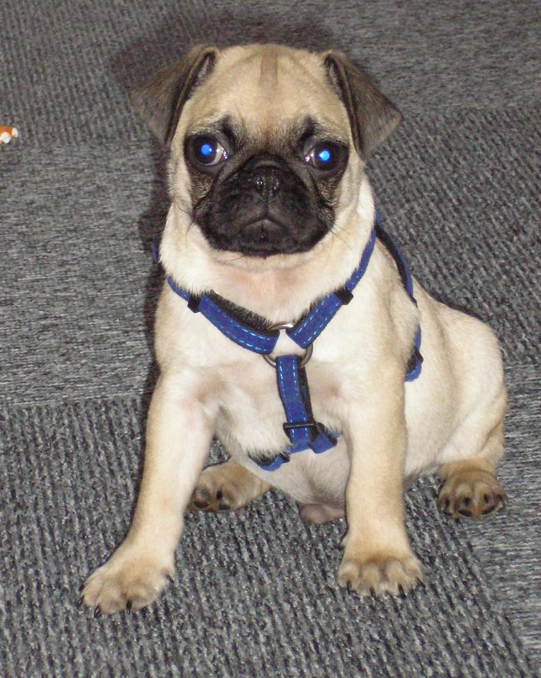 Racja & # 8211; BARF