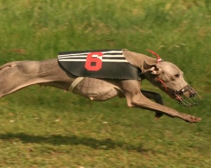 Trening i wyścigi Kolín 2013