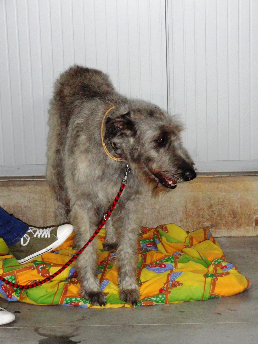 Jakie są najczęstsze trucizny?