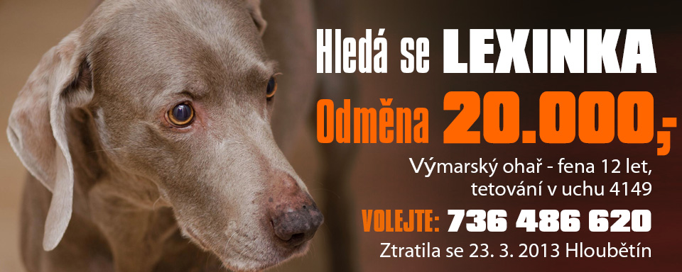Zagubiona suka z Weimaraner