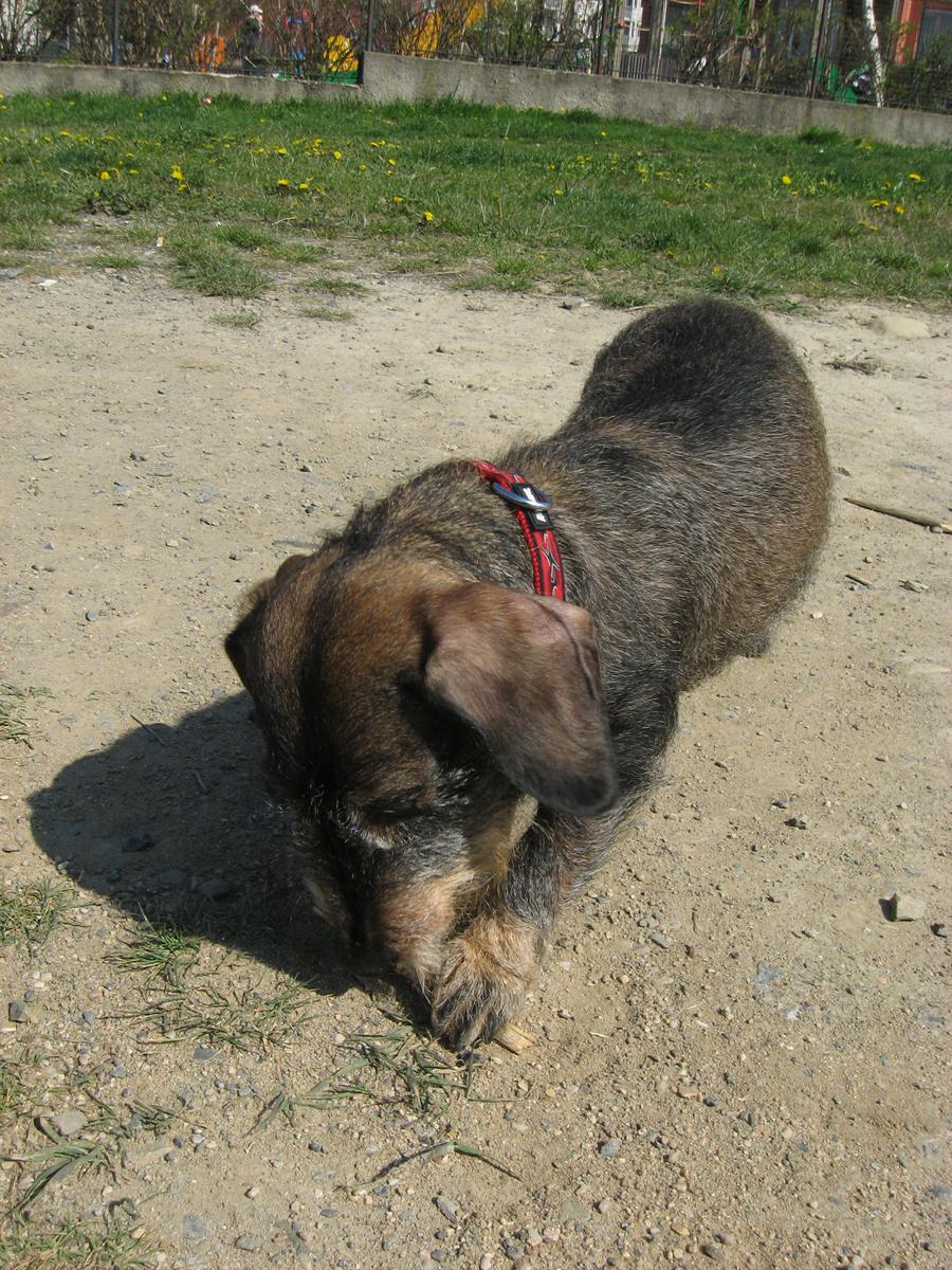 Tasiemiec, to paskudne słowo