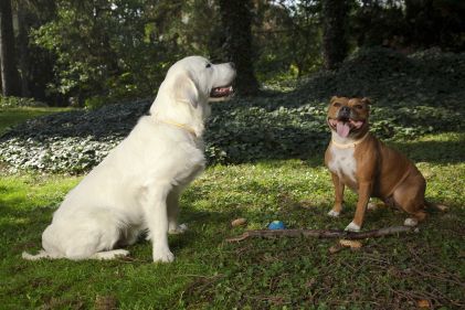 Dziesięć powodów, aby nie zaniedbywać ochrony przed pasożytami wewnętrznymi