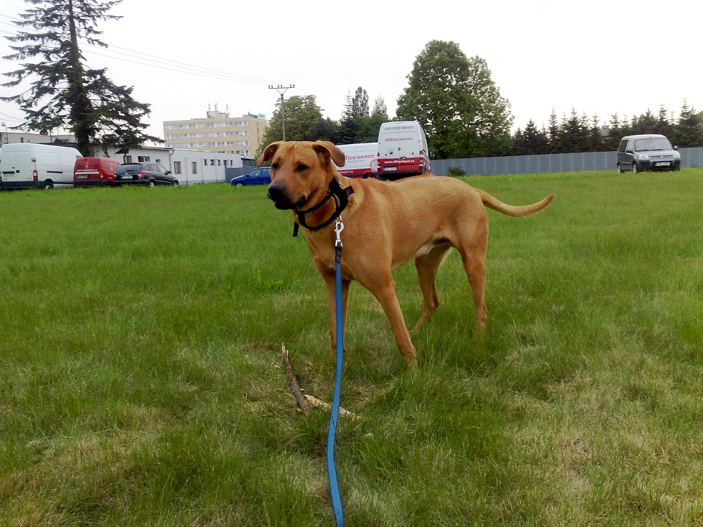 Co to tak źle mówi?