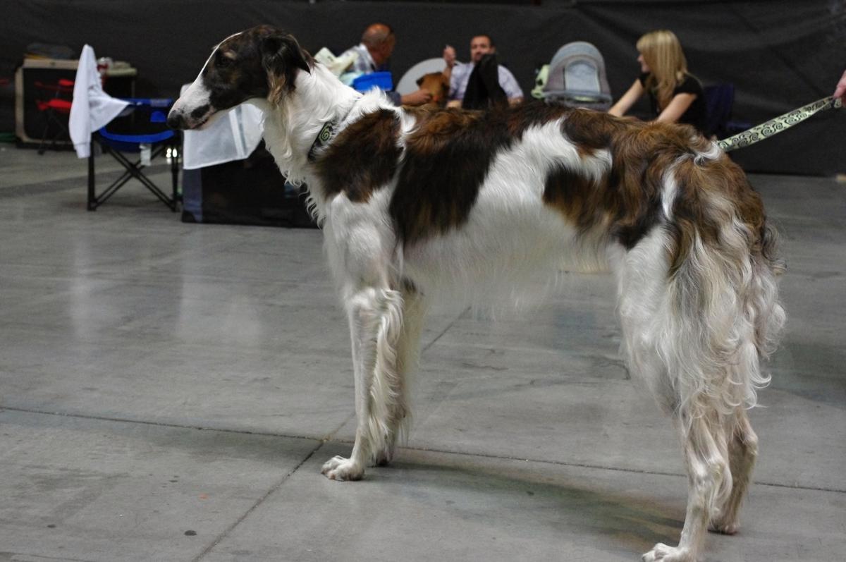 O pasożytach wewnętrznych w oczach lekarza weterynarii