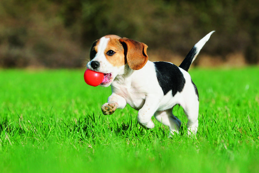 Pies po kartę zgłoszenia? Pomyśl o kosztach!
