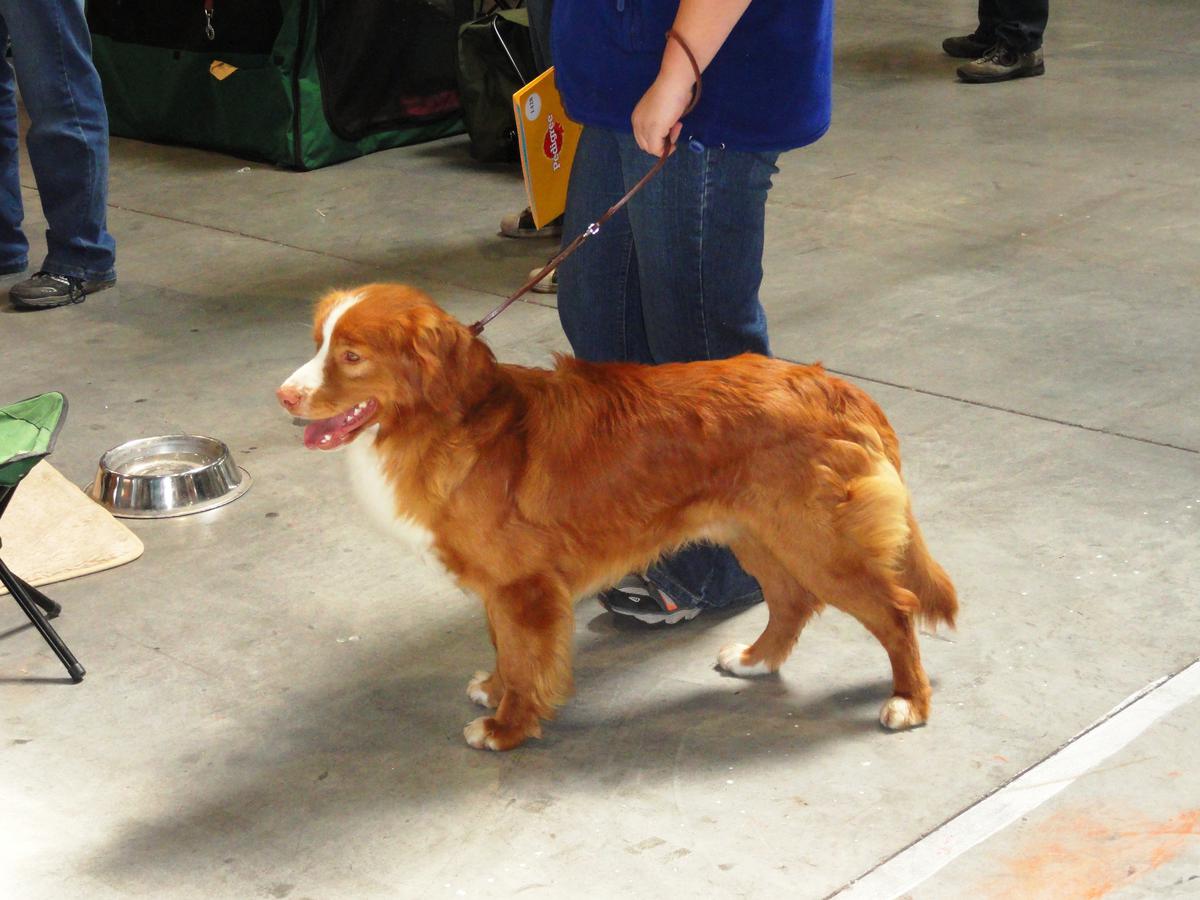 Wpływ diety na zdrowie psa