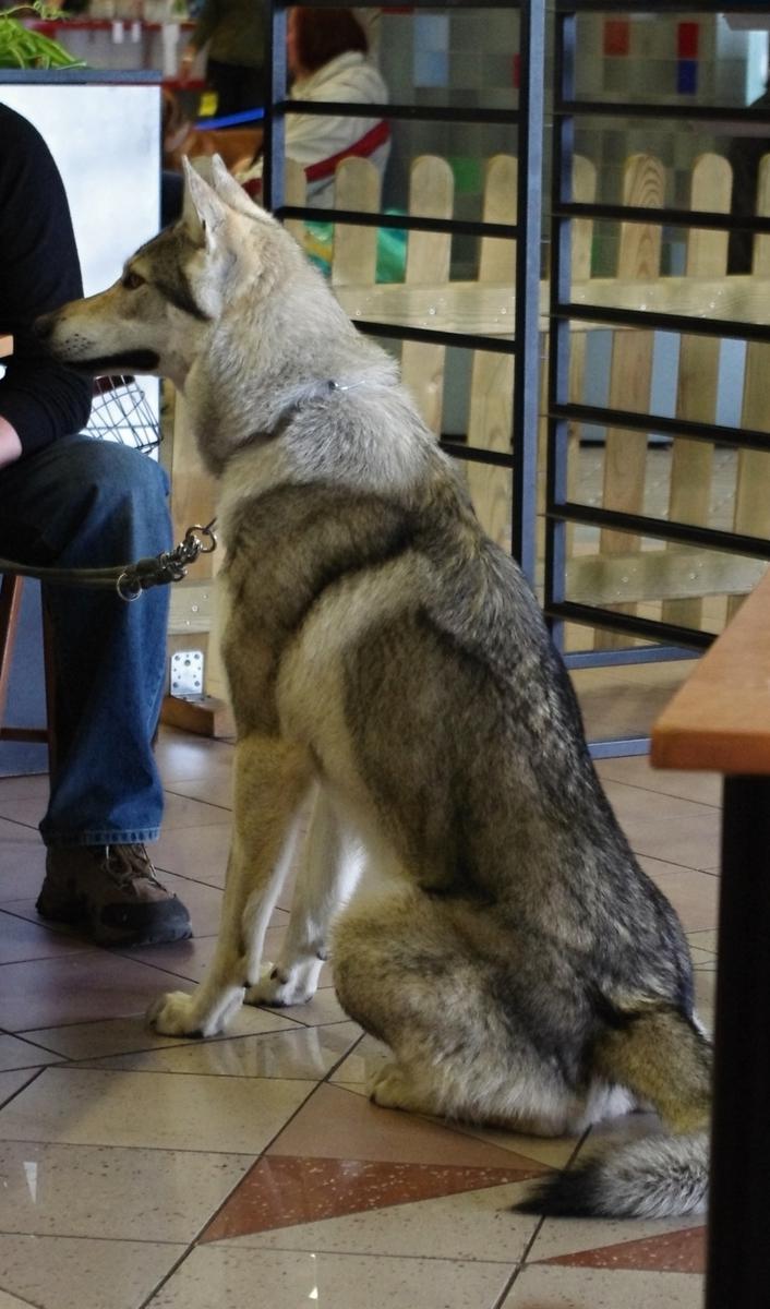 Royal Canin dystansuje się ściśle od walk na zwierzętach na Ukrainie