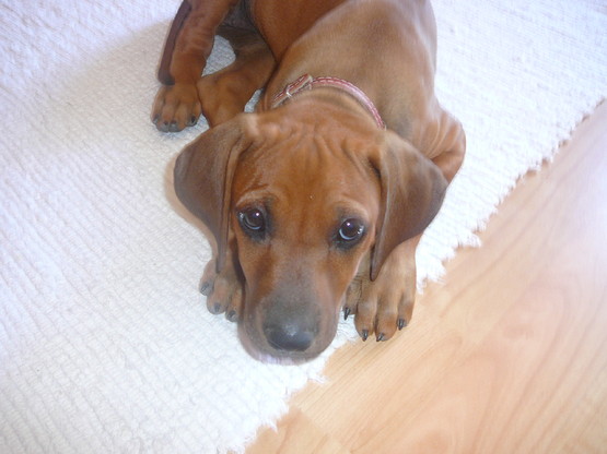 Pytania na temat alergii pokarmowej