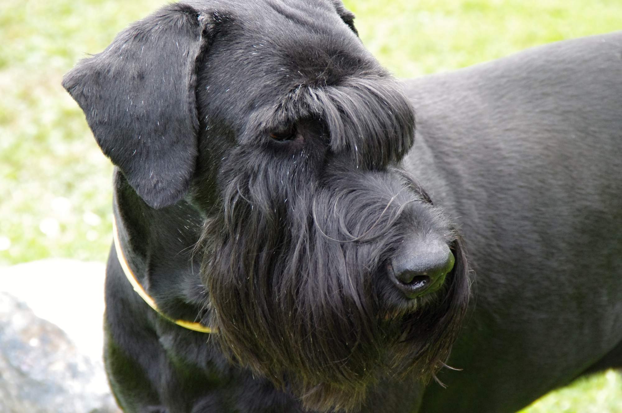 Szkolenie psów i trochę historii