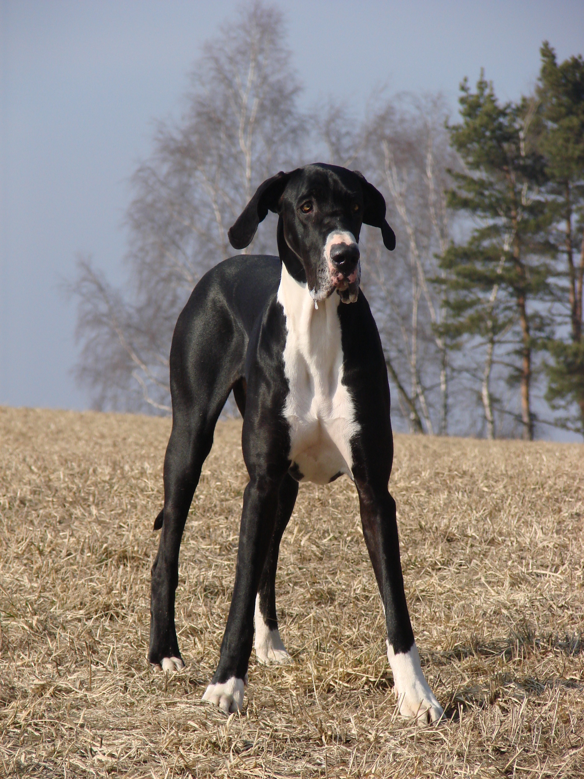 Niewydolność nerek może być przyczyną spondylartrozy