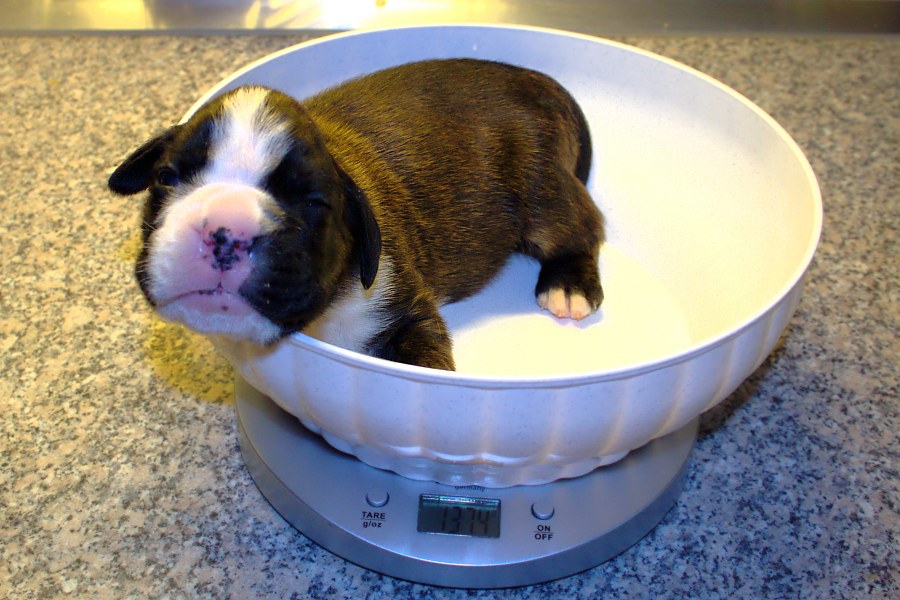 Szanowni Państwo - Pierwszy kontakt z człowiekiem