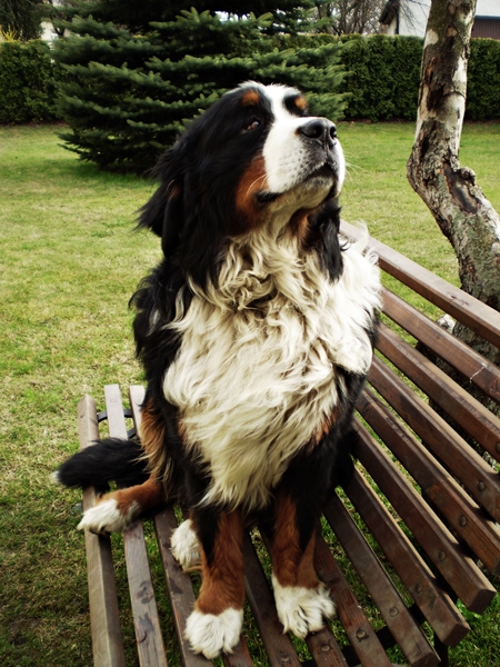 Konkurs fotograficzny - Můj pes