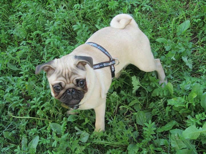 Do czego służą dobre triki?