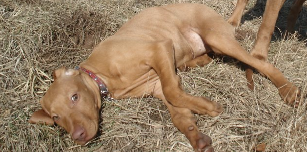 Fundacja Ochrony Zwierząt organizuje regularne porady dla psów