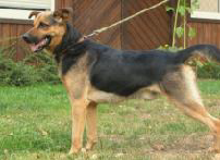 Pomoc potrzebna bohaterom zwierząt ze schronów