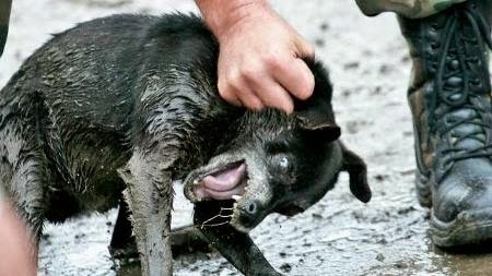 Wiadomości: Protest przeciwko zabijaniu psów w Rumunii