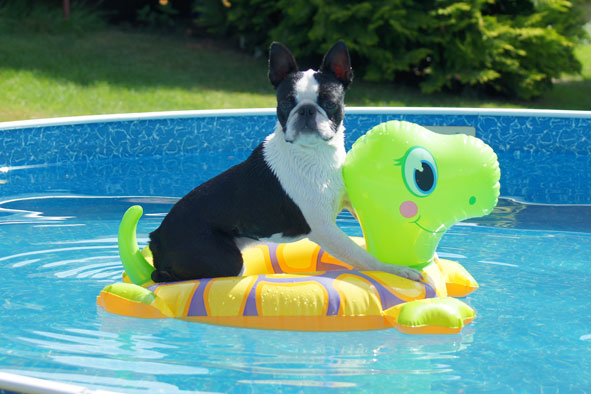 Zwycięzcy konkursu fotograficznego My Dog