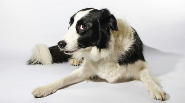 Zioła i inne ekstrakty roślinne w granulkach