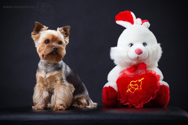 Wskazówki na prezenty świąteczne dla psów