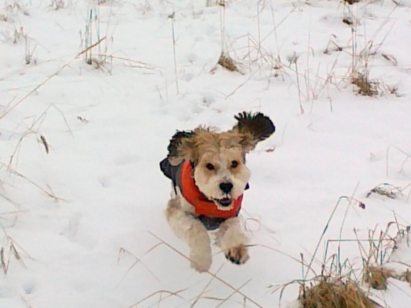 Detektyw-pies rozpoczął ruch na żywo