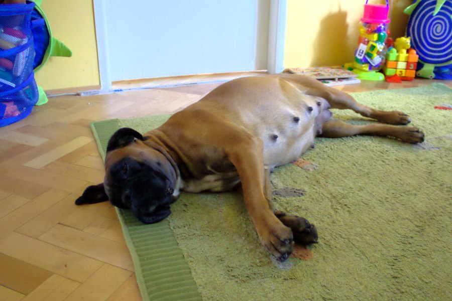 Przygotuj swoją sukę na poród i karmienie piersią