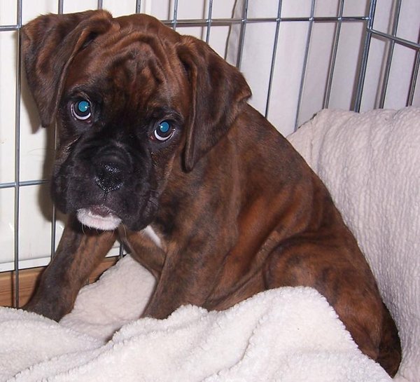 Cryptorchism & # 8211; możliwe rozwiązanie?