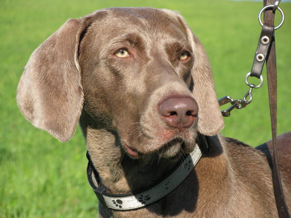 Niebezpieczeństwo ze strony lisów