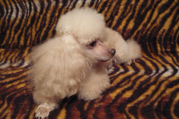 Przedłużone przedłużenie