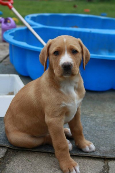 Zaproszenie na seminarium na temat zrozumienia psów