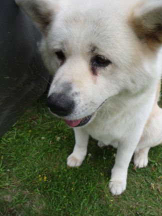 Złapane nieśmiertelniki