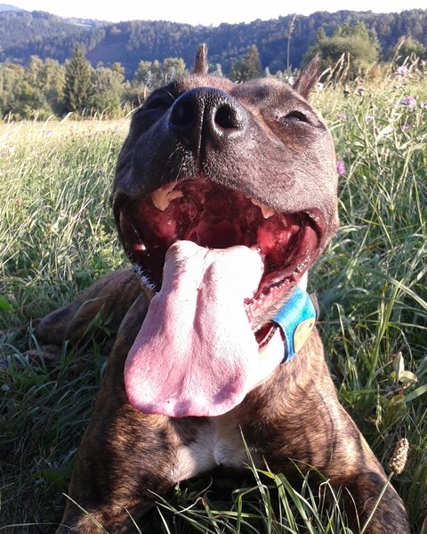 Kleszcze są tutaj, chroń swojego psa!