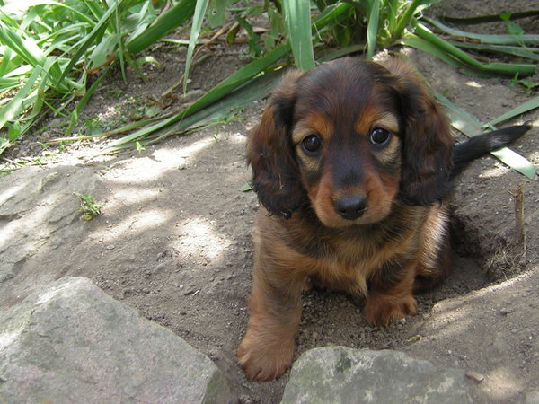 Czy szczenięta mogą jeść w nieskończoność?