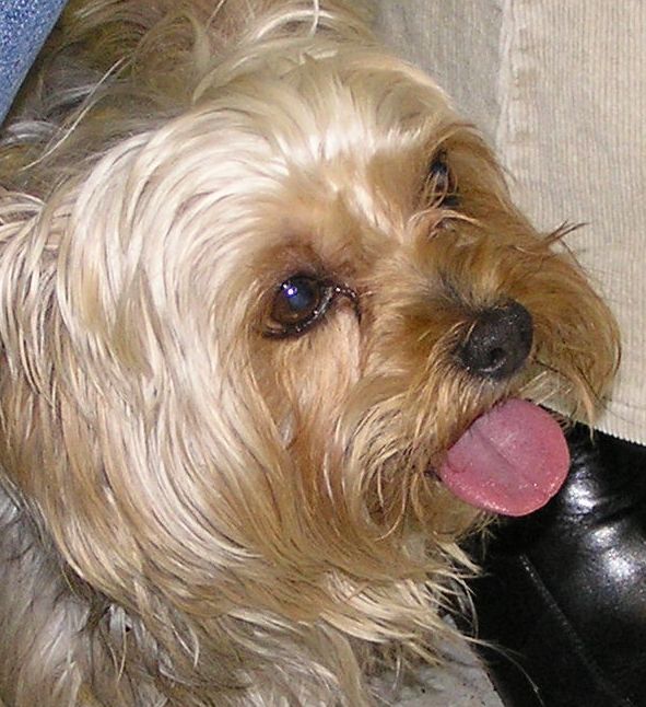 Dlaczego wciąż robi kałuże?