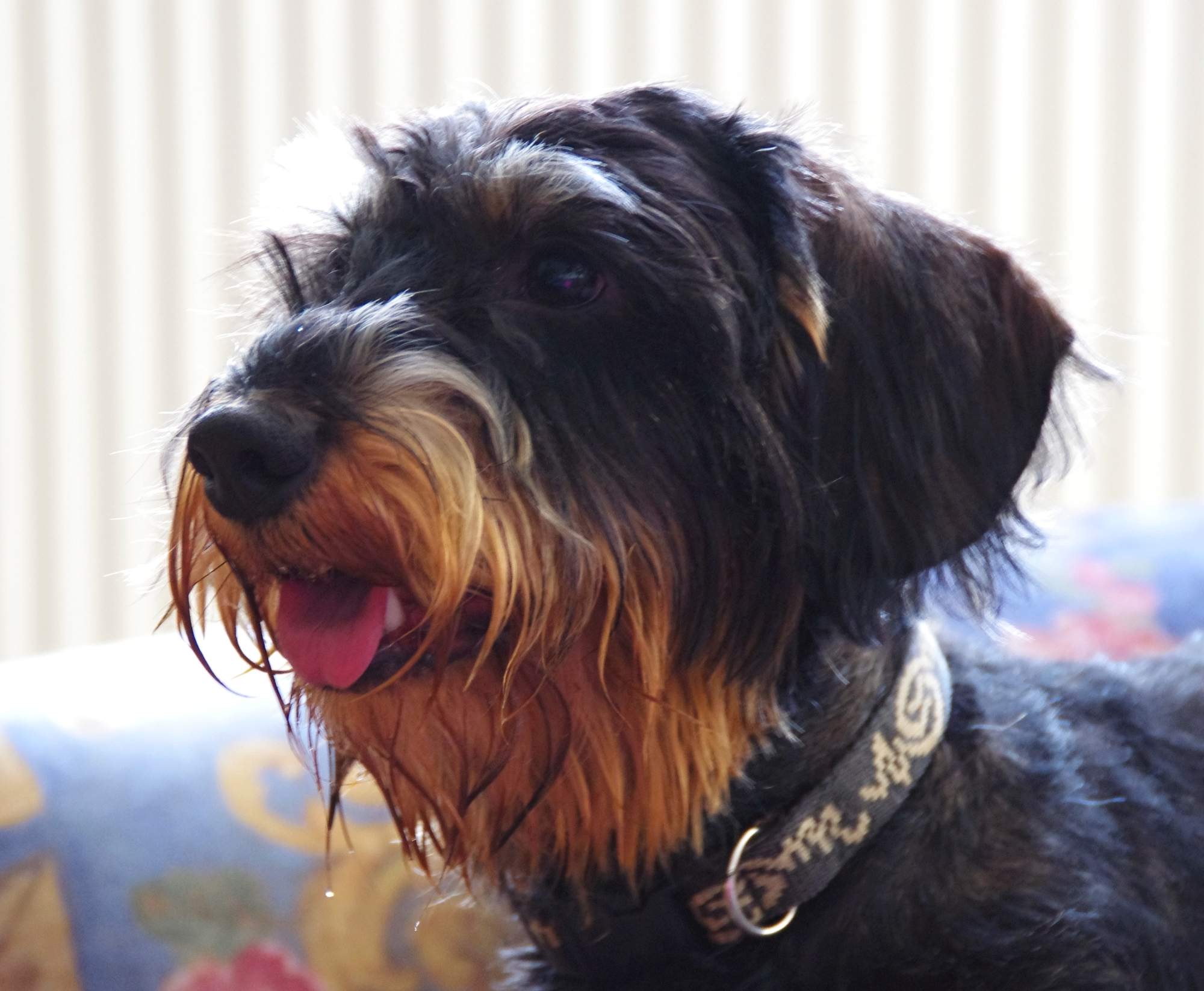 Kongres Weterynaryjny