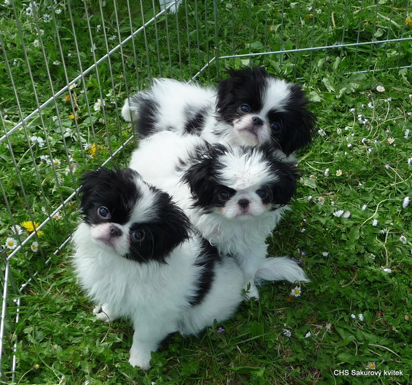 Nieprzyjemne żądło