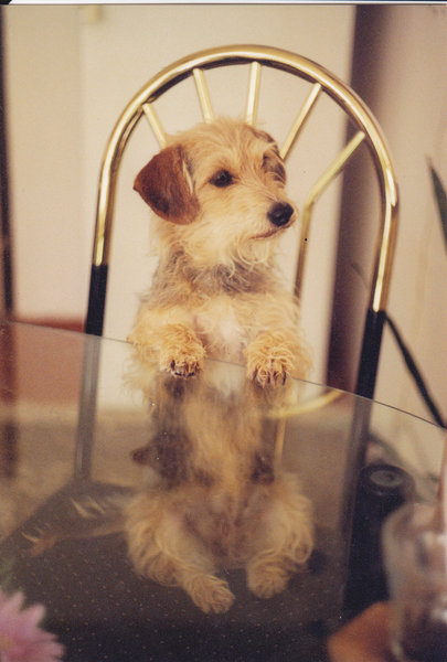 Vyšehradský Vorisek 2014