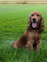 Wjazd pcheł zabroniony!